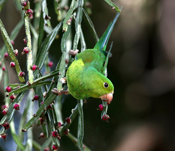 parakeet green, feeding, bird, brazilian, wild, tropical birds
