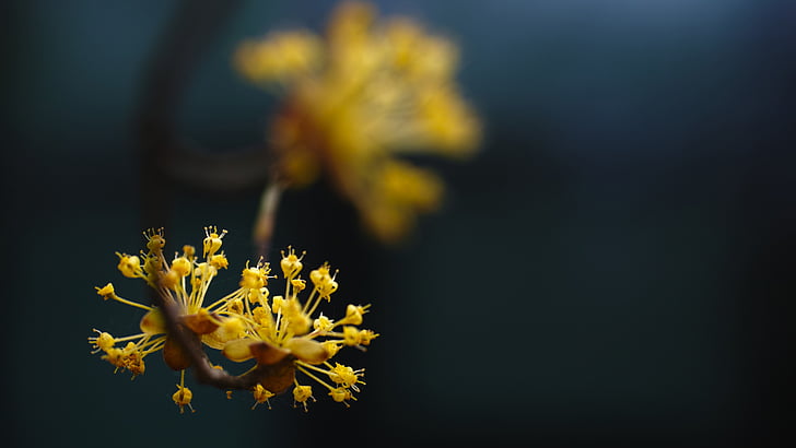 Cornus, awal musim semi, bunga kuning, byeokchoji
