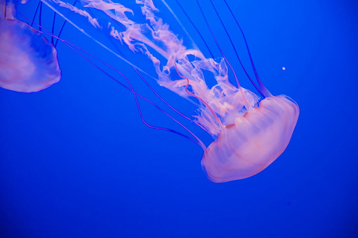 медузи, водні, тварини, океан, підводний, Темний, води