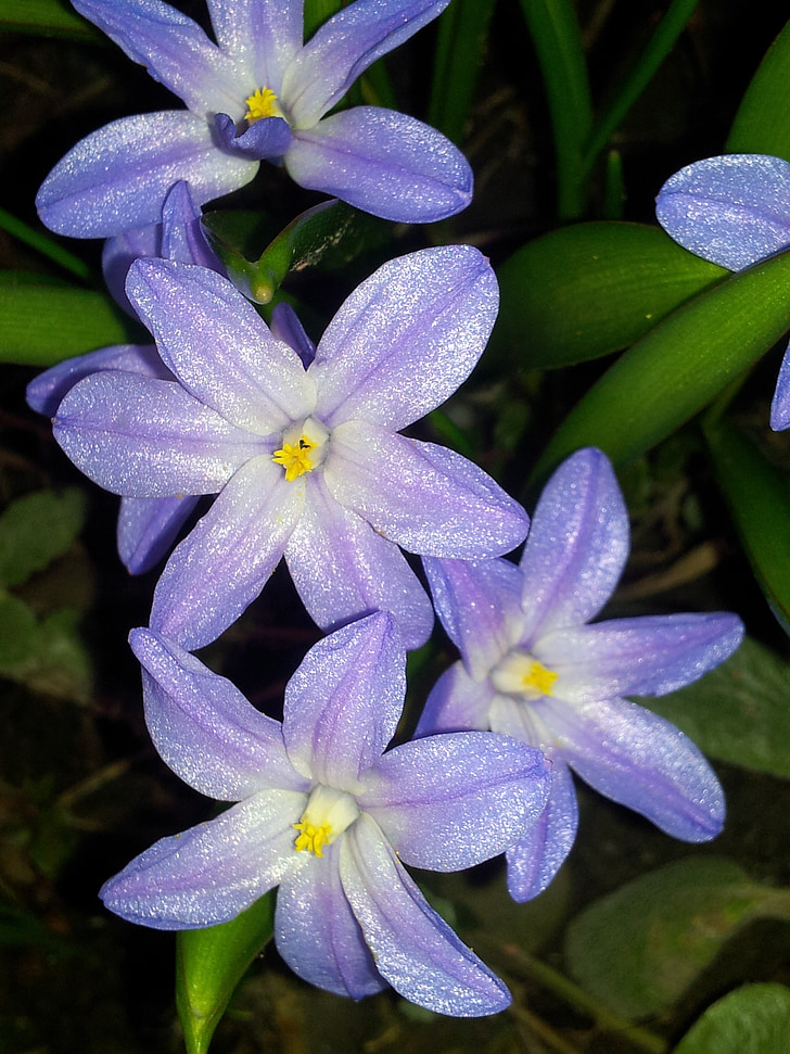 fleur, sombre, Purple