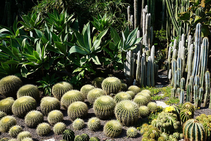 cactus, verde, planta, Jardín Botánico, Überlingen, naturaleza, desierto