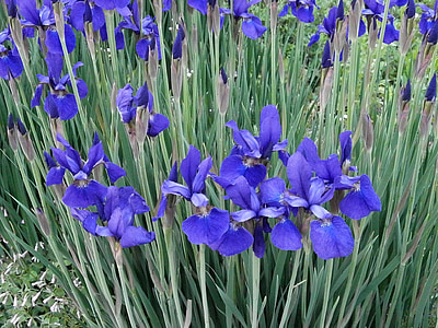 Iris, v začetku poletja, zgodnje poletno cvetje, rdeče rože, modre rože