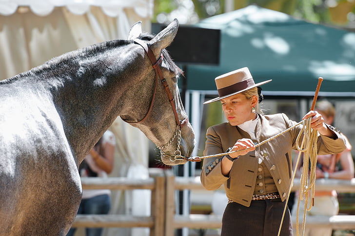 horse, dressage, contest, horseback riding, sport, horse show, horses