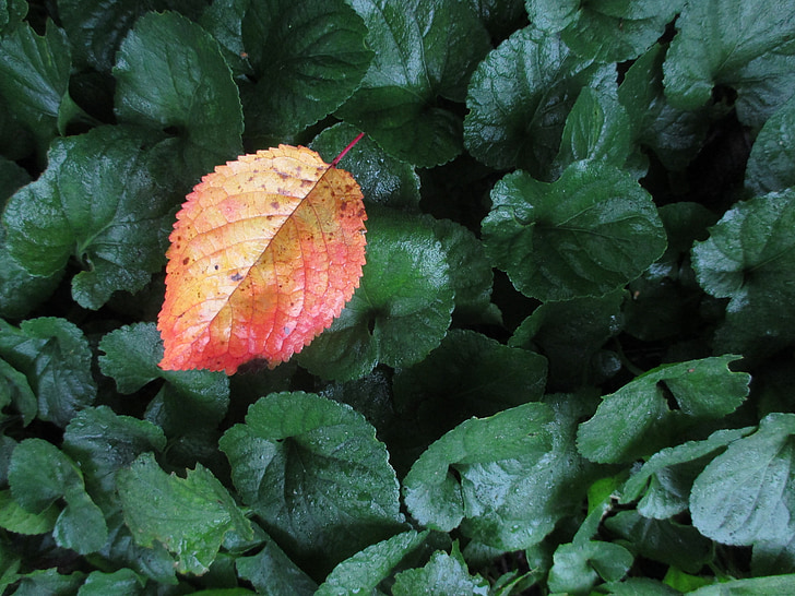 Blätter fallen, Herbst, rot, gelb, Herbstfarben, Herbst Blatt, gelbes Blatt