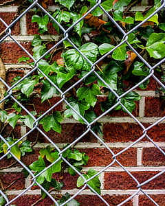 bršljan, ograda, cigle, zid od cigle, vanjski, zid, biljka