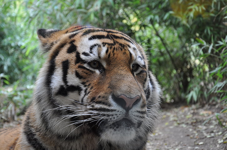 allwetterzoo, Мюнстер, Сибирски тигър, Тигър, едно животно, животните теми, животни в дивата природа