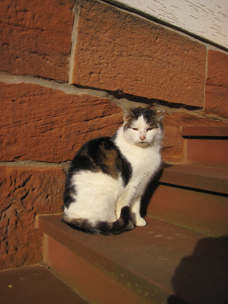 cat, stairs, sun, bauer cat, animal, sit, wildlife photography