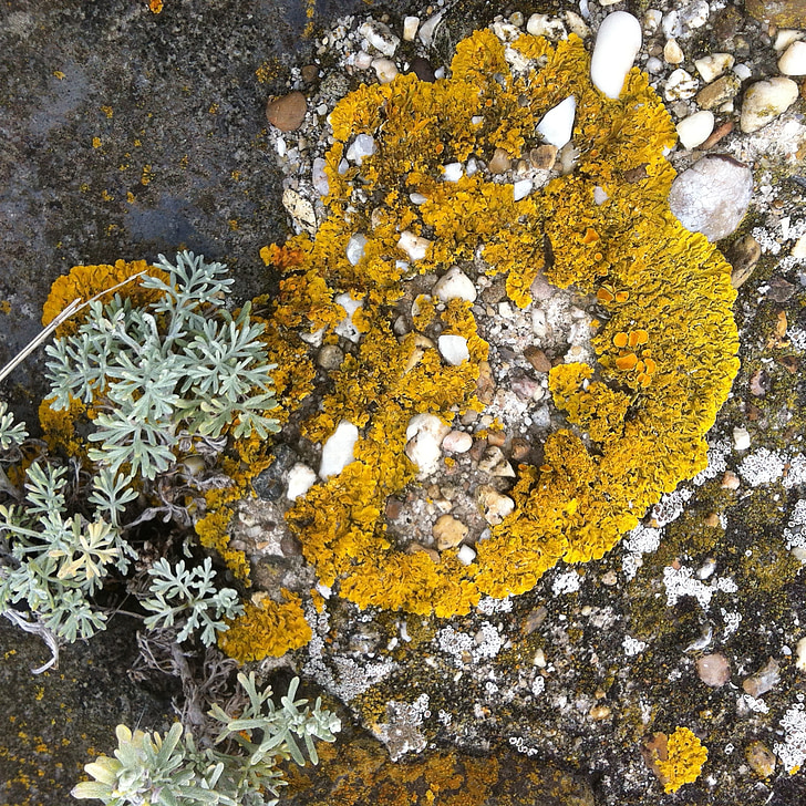 moss, colors, coast