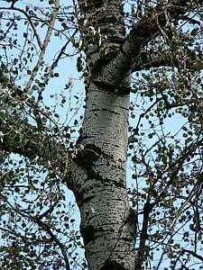 trib, scoarţă de copac, Populus alba, copac, Plop, Plop alb, păşunat cu efect de seră