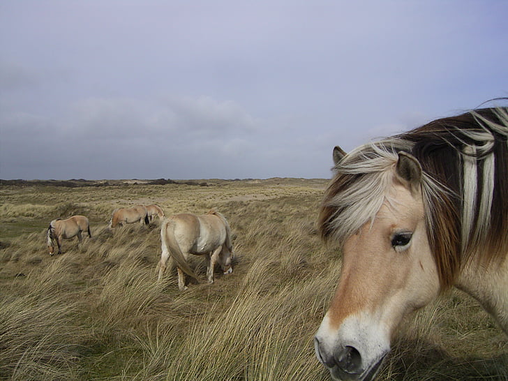 kůň, zvíře, koňské hlavy, farma, Norsko, pastviny, Příroda