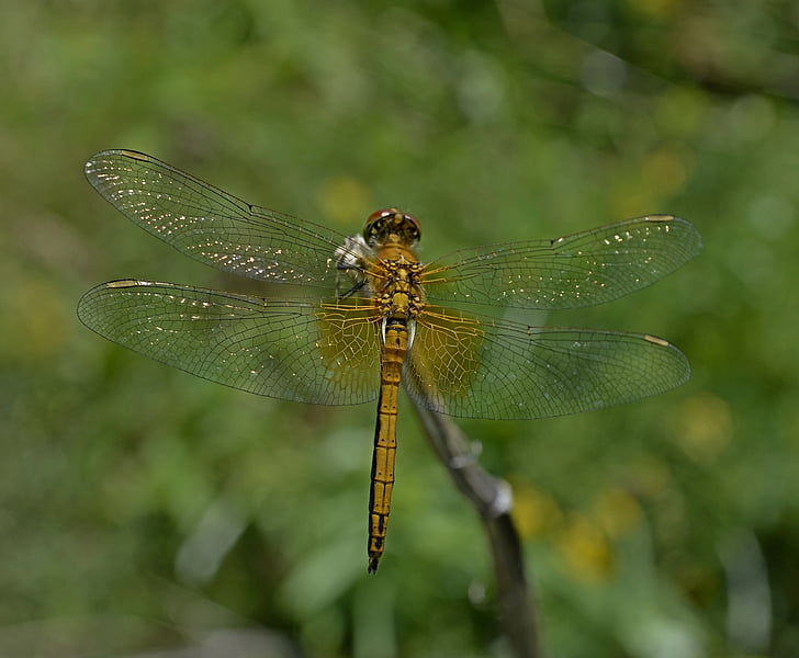 dragonfly, hymenoptera, n, insect, summer, closeup, nature