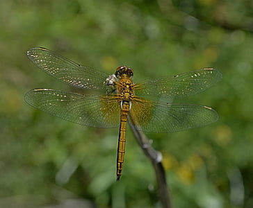 Dragonfly, hymenoptera, n, putukate, suvel, Lähis Joonis, loodus