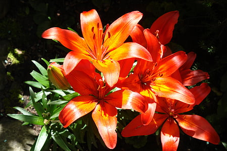 Lily, thực vật, Sân vườn, hoa cam, Hoa, Hoa đầu, cánh hoa