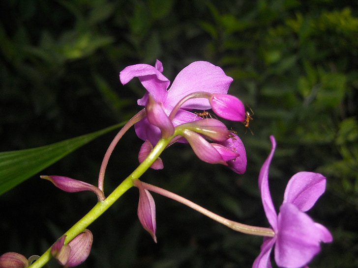 blommor, Orchid, lila