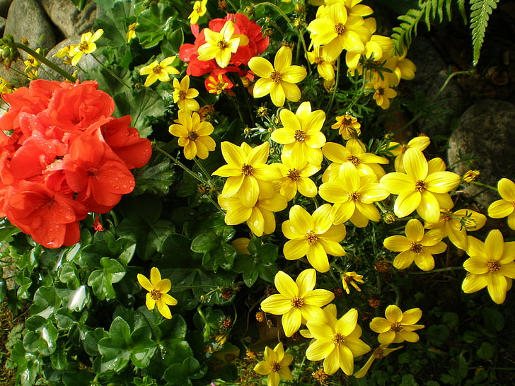 bloemen, Tuin, planten, natuur, geel, bloem, lente