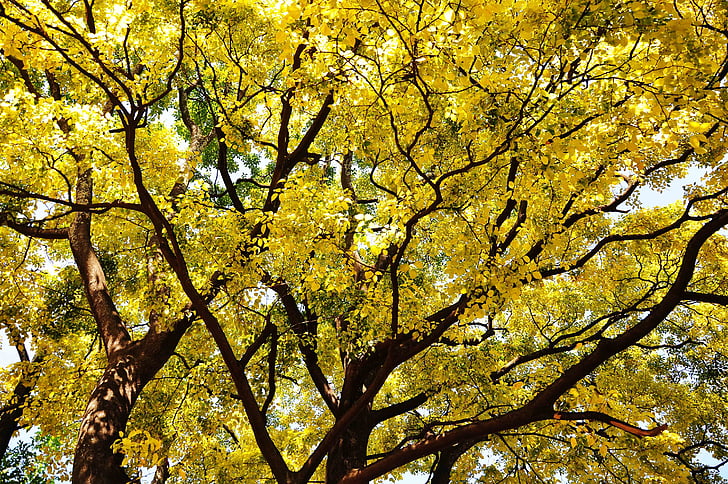 Есен, златисто жълто, сянка, растеж, плодовитостта