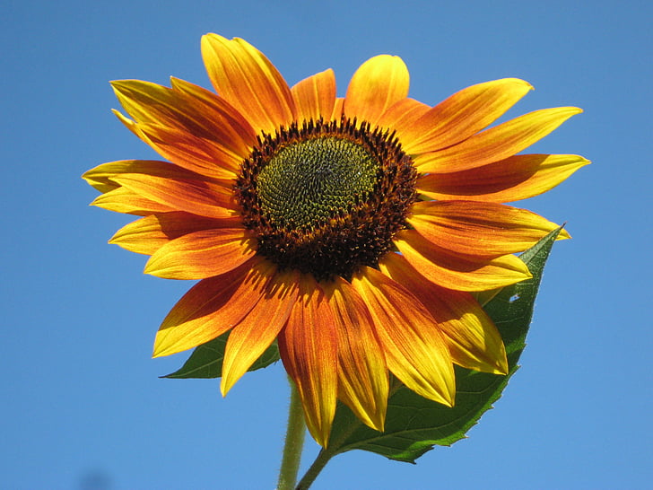 bunga matahari, tanaman, alam, di luar, Cantik, makro, Close-up