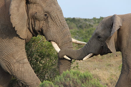 Elefant, Cub-Elefant, Mutterliebe, Tierwelt, Natur, Tier, Safari