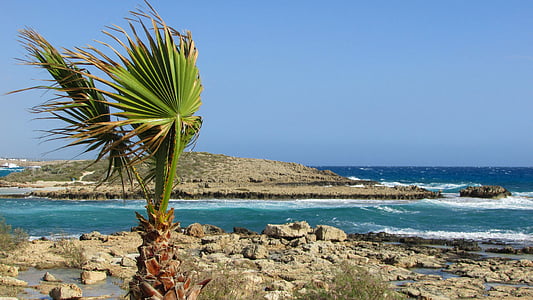 塞浦路斯, 阿依纳帕, 尼西海滩, 棕榈, 树, 海岸线, 岩石