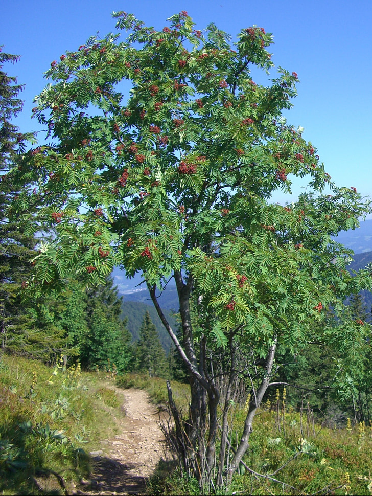 mountain ash, rowan, berries, red, sky, blue, path