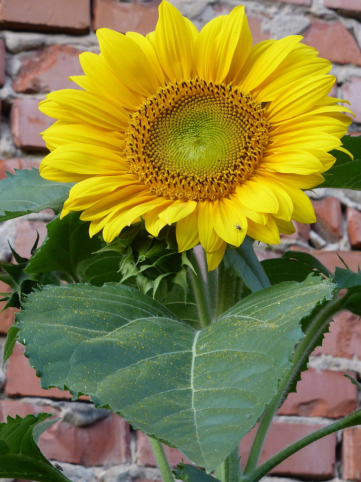 Sun flower, żółty, kwiat, Bloom, Latem, jasne, kwiat