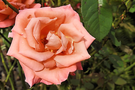 slējās, rožu ziedu, rozā, rozā roze