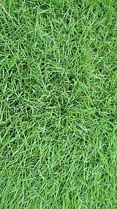 grasmark, grønn, anlegget, naturlig, frisk, gresset, grønn farge