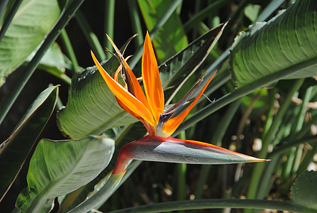 Bird of paradise, květ, tropická květina