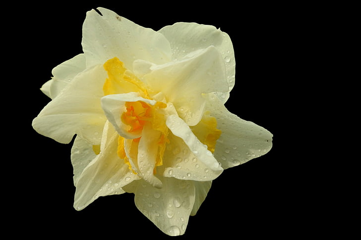 Narciso, amarelo, Primavera, Narciso, flor, flor