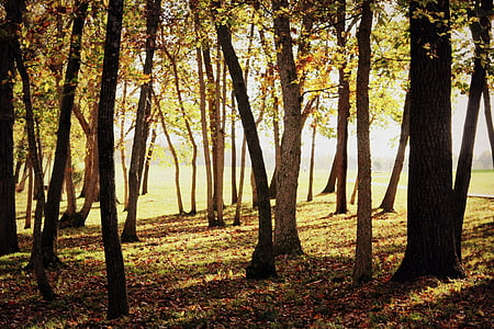 skogen, faller, hösten, naturen, landskap, Orange, färgglada
