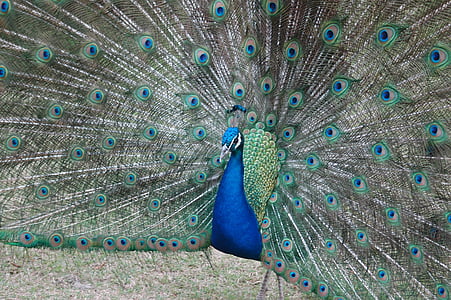 peacock, peafowl, bird, blue, head, feather, tail