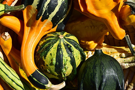 pumpkin, gourd, autumn, orange, decoration, thanksgiving, harvest