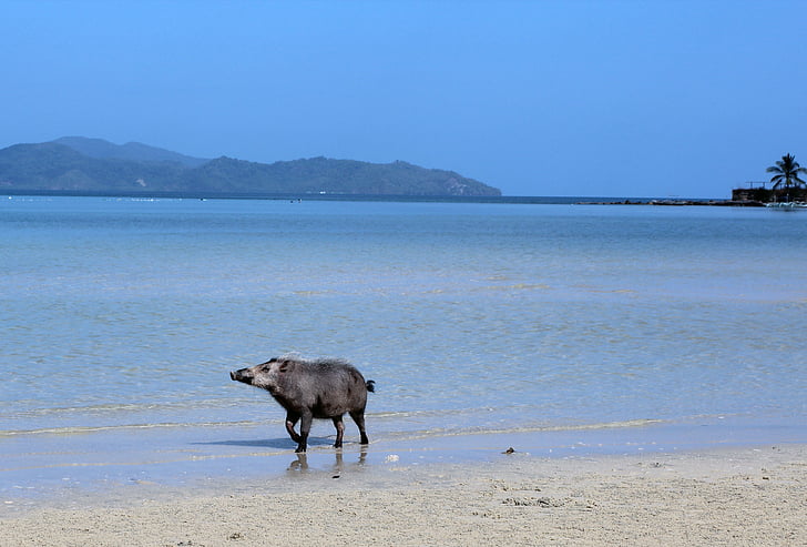 sea, beach, domestic pig, pig, blue, beach sea, by the sea