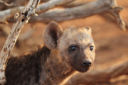 filhote de hiena, hiena, predador, vida selvagem