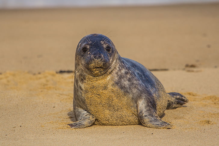 seal cub, england, beach, animal, sea Lion, sea, mammal