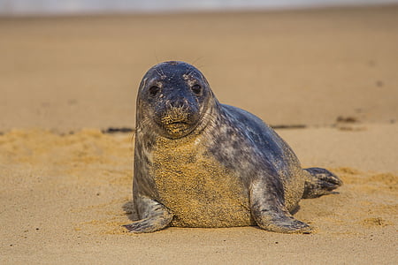 cucciolo di foca, Inghilterra, spiaggia, animale, Leone di mare, mare, mammifero