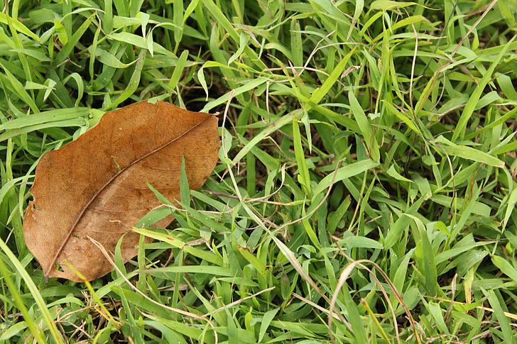 one dry leaf, dry leaf, brown leaf, grass, green grass, long leaves