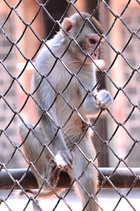 猴子, 爬上, 笼子里, 笼, 动物, 动物园, 灵长类动物