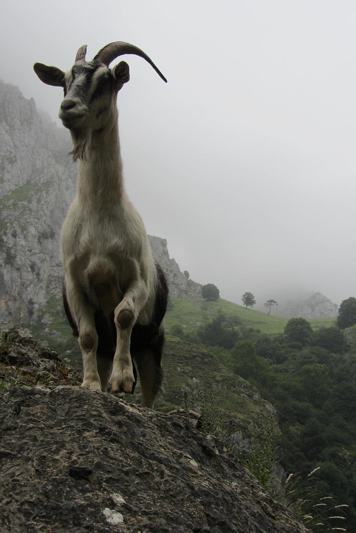 koza, Asturija, planine, životinja, priroda, sisavac, rogat