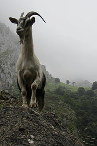 keçi, Asturias, dağ, hayvan, doğa, memeli, boynuzlu