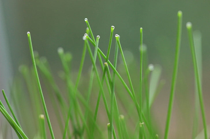 chive, detail, food, herb, green, plant, color
