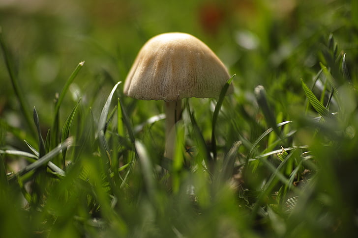 Pilz, Anlage, wenig, Grass, Makro, Closeup, Sonnenlicht