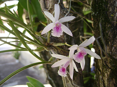 lill, Orquideas, Epidendrum, loodus, kroonleht, taim, õite