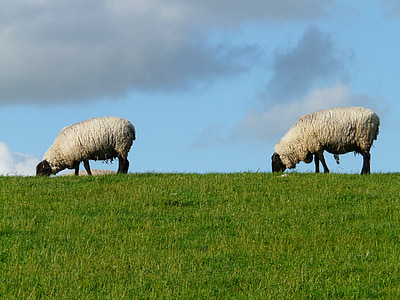 flock of sheep, sheep, pair, togetherness, series, in a row, standing on