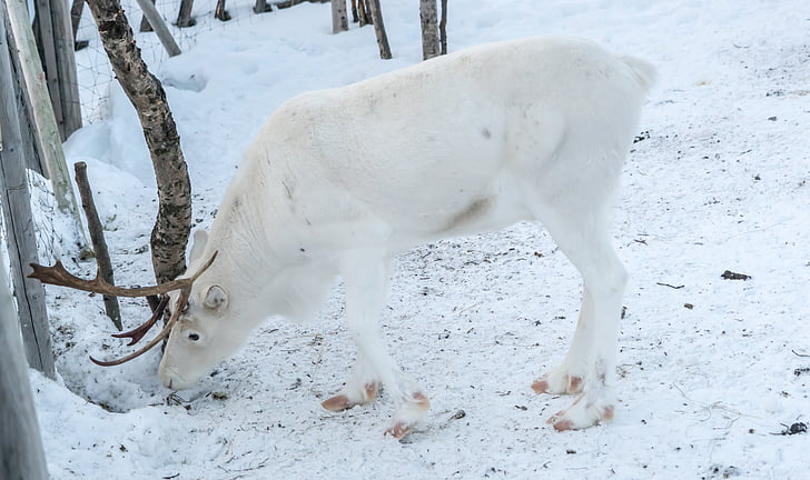 reindeer, white, antlers, winter, deer, snow, animal