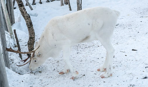 Северный олень, Белый, оленьи рога, Зима, олень, снег, животное