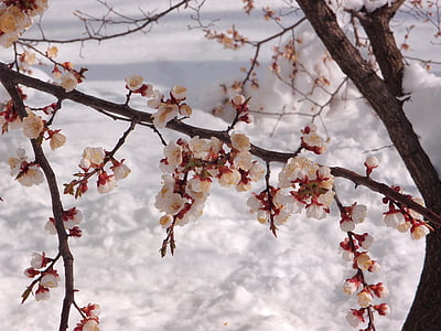 árvore, alperce, elemento, neve, tempo, Primavera, flores