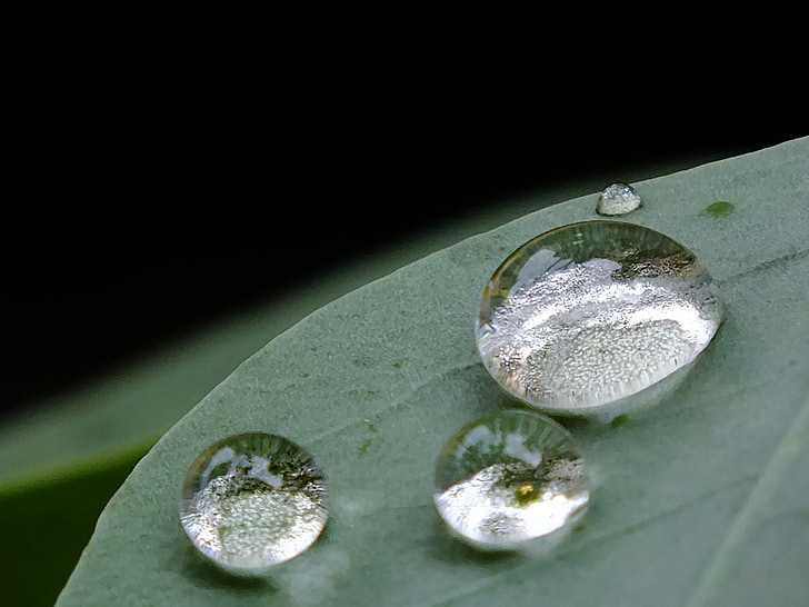 gotes, fulla, gotes de fulles de la planta, verd, gota de pluja, l'aigua, arbre