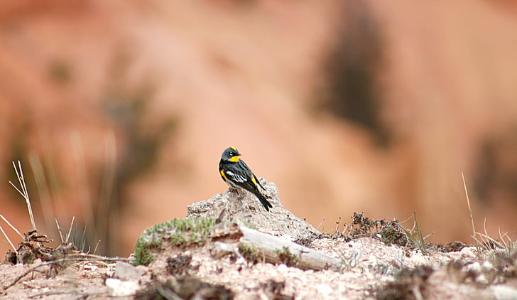 warbler dal groppone giallo, uccello, alla ricerca, fauna selvatica, natura, Ritratto, roccia