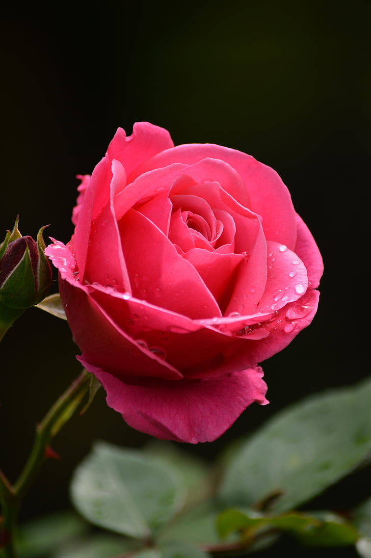 Rose, dež, kapljice, rastlin, narave, kapljice dežja, cvetni listi vrtnice